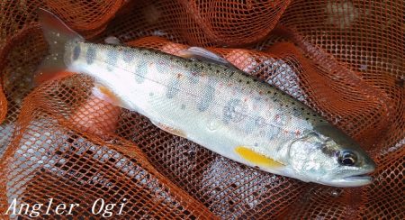 禁漁前に良型アマゴが飛び出す