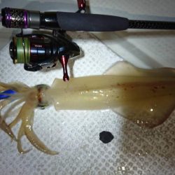 壱岐ではなく対馬ですが……