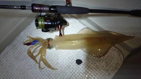 壱岐ではなく対馬ですが……