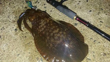 対馬エギング釣果