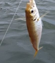 サビキからの泳がせ