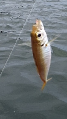 サビキからの泳がせ