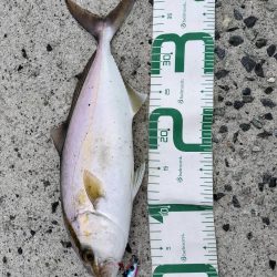 シイラとネイリ