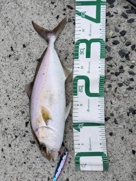 シイラとネイリ