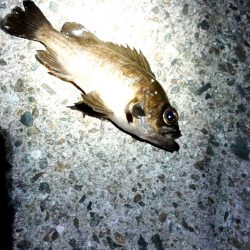 連夜の豆アジング