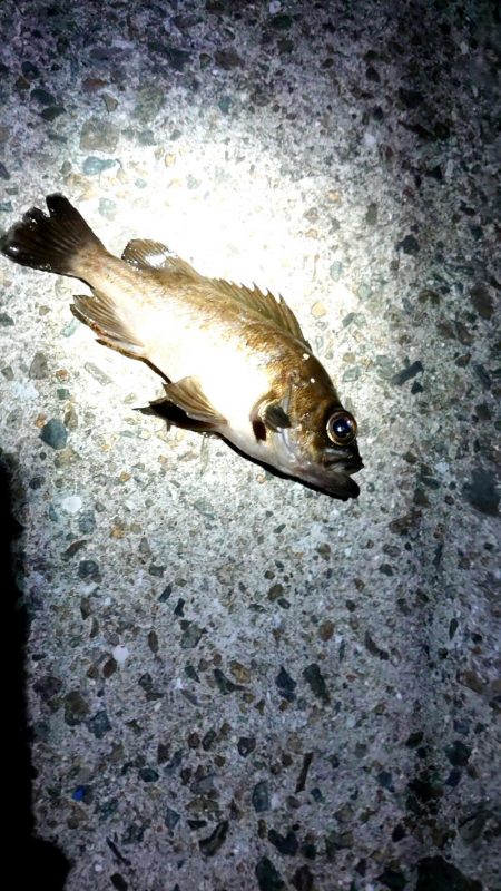 連夜の豆アジング