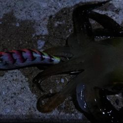 対馬エギング釣果