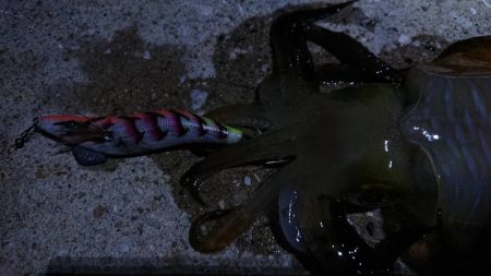 対馬エギング釣果