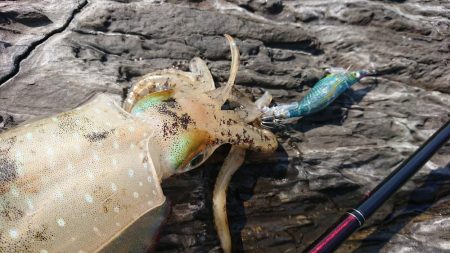 対馬エギング釣果