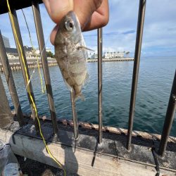 明石タコリベンジジャーズ