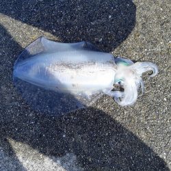 先週に釣れたので朝まず目だけ狙いで、