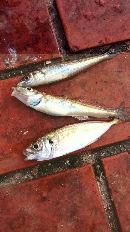 うわさのキッス