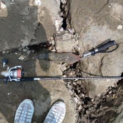 念願のフラット！！！(エイ以外)