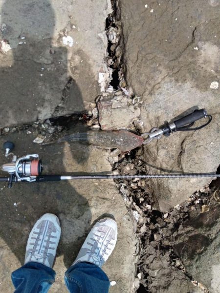 念願のフラット！！！(エイ以外)