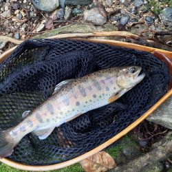 北茨城で渓流釣り