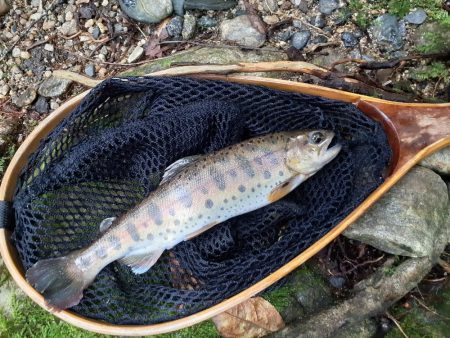 北茨城で渓流釣り