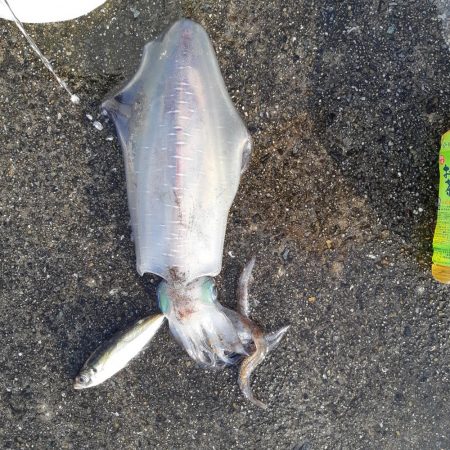 四週連続同じ場所へ