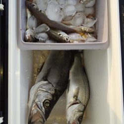 サビキとちょい投げ