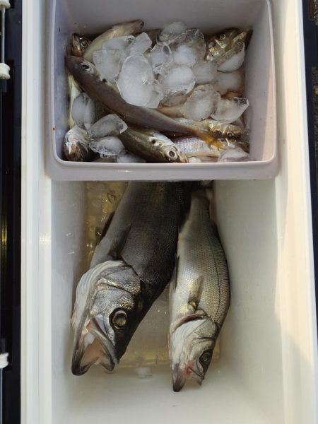 サビキとちょい投げ