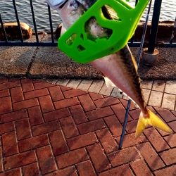 えんぴつサヨリ