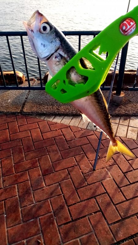 えんぴつサヨリ