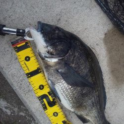 今年初！！　～辰巳～