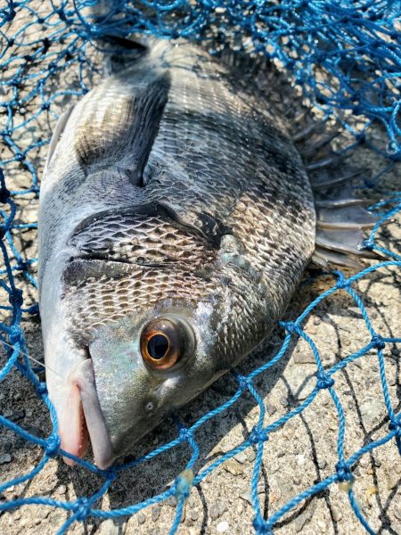 久しぶりのフカセにて。