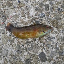 サビキ釣り、ハギング