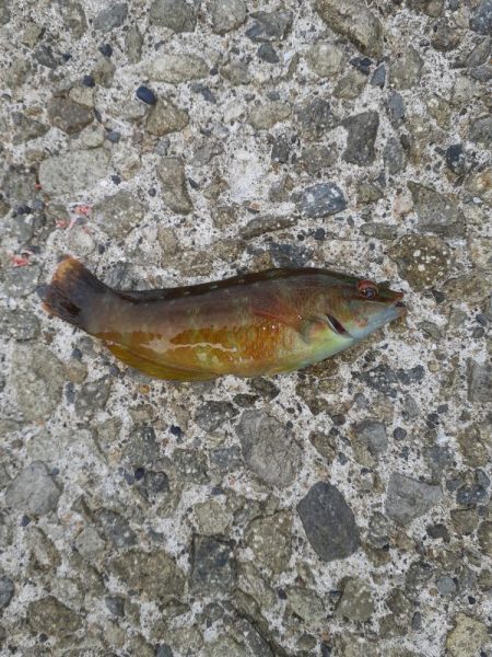 サビキ釣り、ハギング