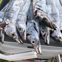 タチウオ釣り