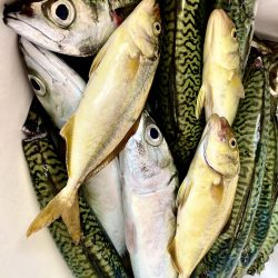 オオサバがトップで大漁水揚げ