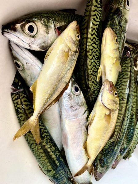 オオサバがトップで大漁水揚げ