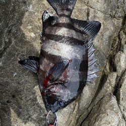 100均VJでイシダイ