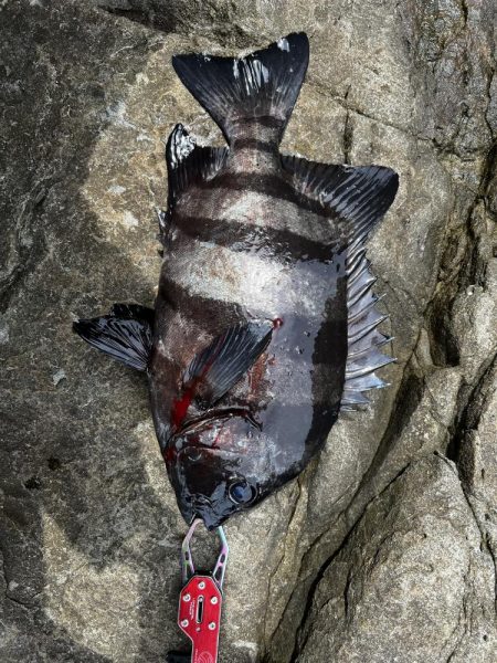 100均VJでイシダイ