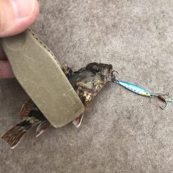 マイクロジグでガシラGET