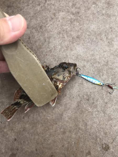 マイクロジグでガシラGET