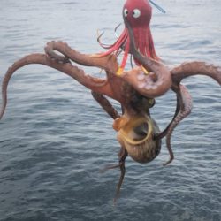 そろそろタコは終盤?