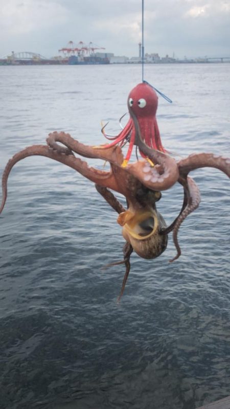 そろそろタコは終盤?