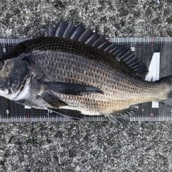 イチノ兄弟、釣果！