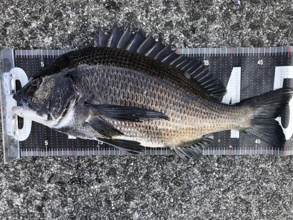 イチノ兄弟、釣果！