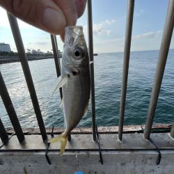 アジしか勝たん