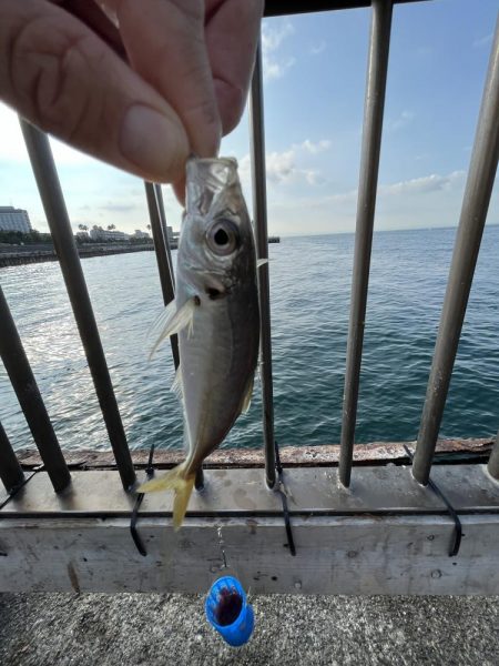 アジしか勝たん