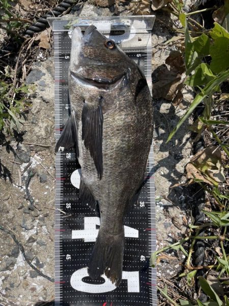 イチノ兄弟、釣果!