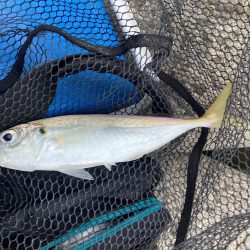 淋しい釣果が続く