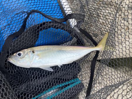 淋しい釣果が続く