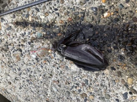 エギングシーズン到来