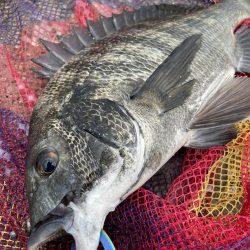 泉大津ヘチ釣り