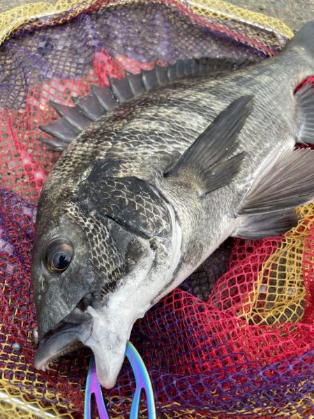 泉大津ヘチ釣り