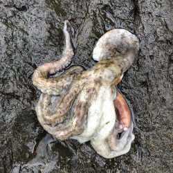 久しぶりに徳島で釣り