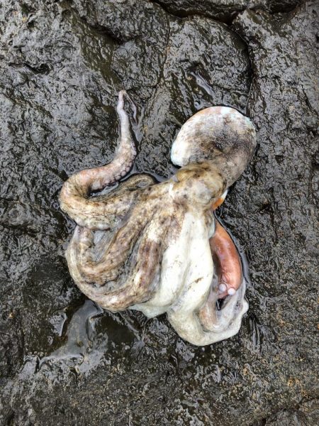 久しぶりに徳島で釣り